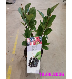 Aronia prun. 'Viking' C 2,5 L